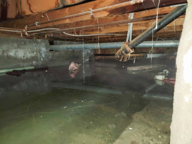 Best Mold removal after water damage  in Rialto, CA